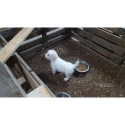 Lagotto Romagnolo