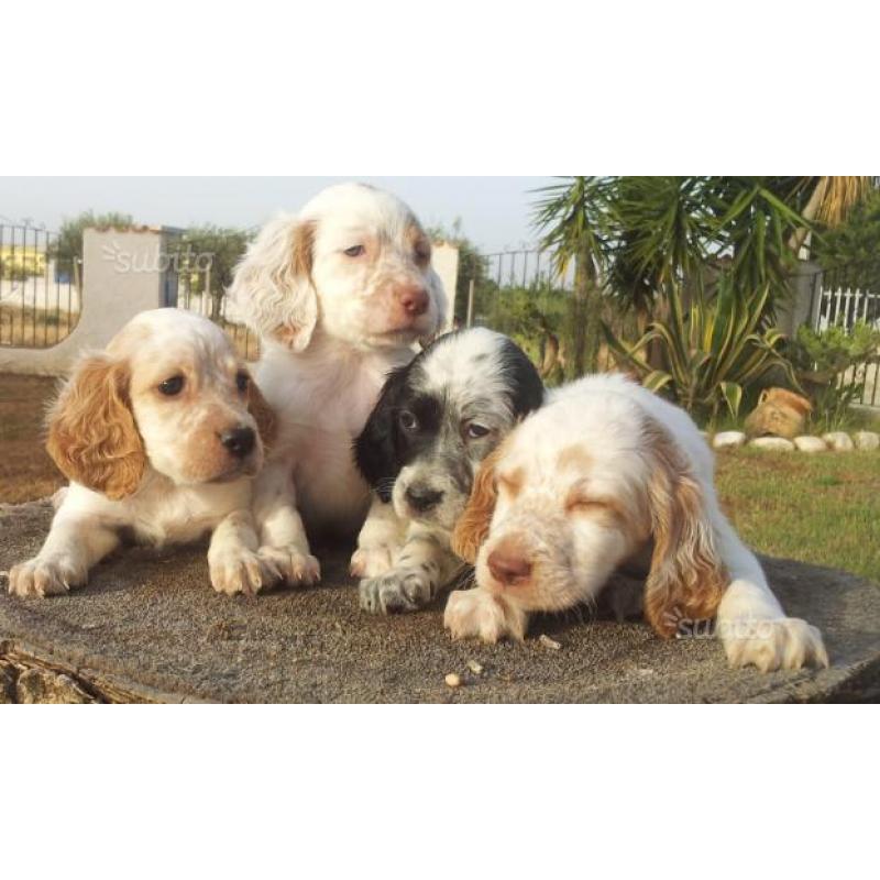 Cuccioli setter inglese