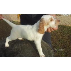 Cuccioli setter inglese