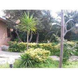 Eden Beach, quadrilocale p.t arredato con giardino