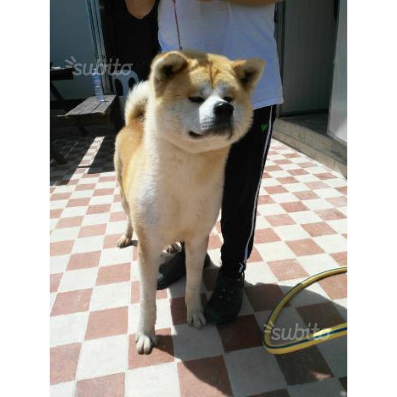 Cuccioli di Akita inu