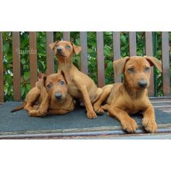 Cuccioli di Pinscher Nano - Zwergpinscher