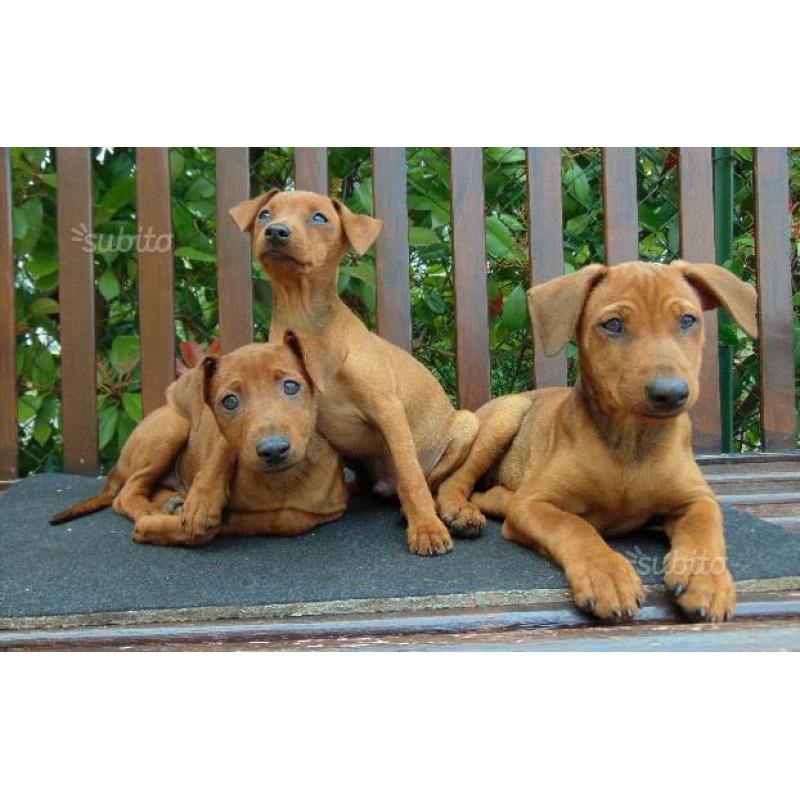 Cuccioli di Pinscher Nano - Zwergpinscher