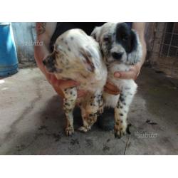 Cuccioli setter