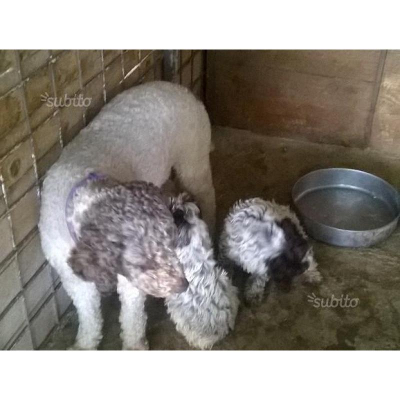 Cuccioli lagotto