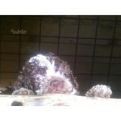 Cuccioli lagotto