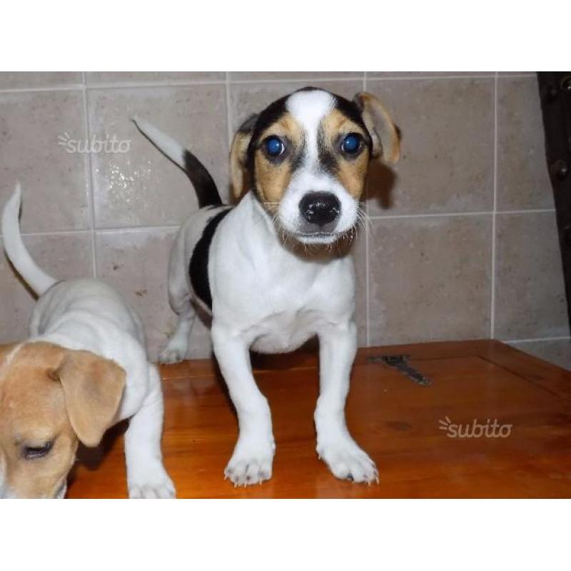 Cuccioli di jack russel