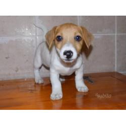 Cuccioli di jack russel