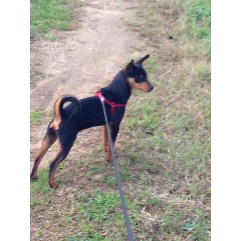 Pinscher 1 anno