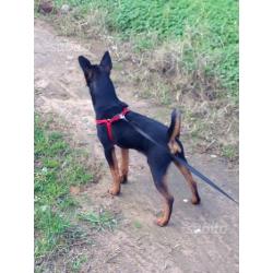 Pinscher 1 anno