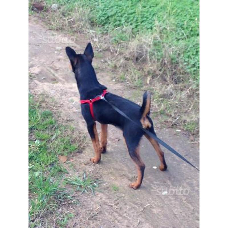 Pinscher 1 anno