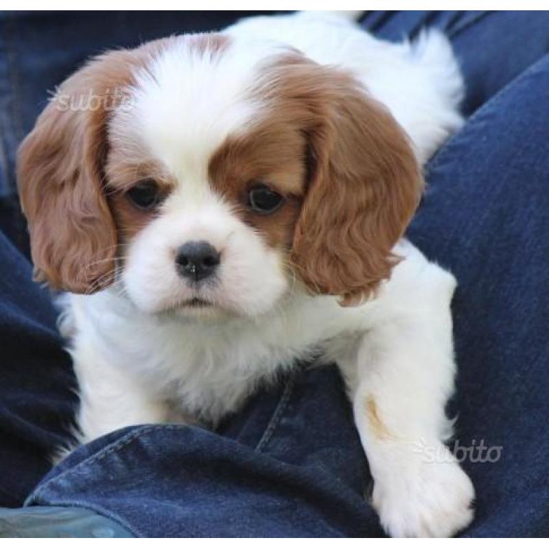 Cavalier King, Allevamento riconosciuto ENCI