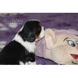 Cavalier King, Allevamento riconosciuto ENCI