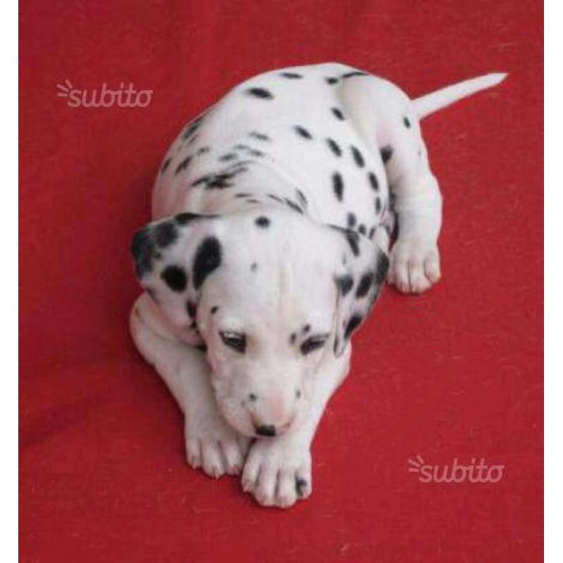 Cuccioli dalmata