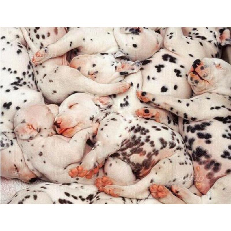 Cuccioli dalmata