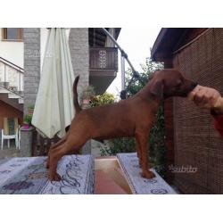 Pinscher nano cuccioli