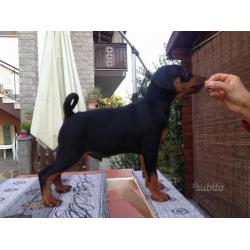 Pinscher nano cuccioli