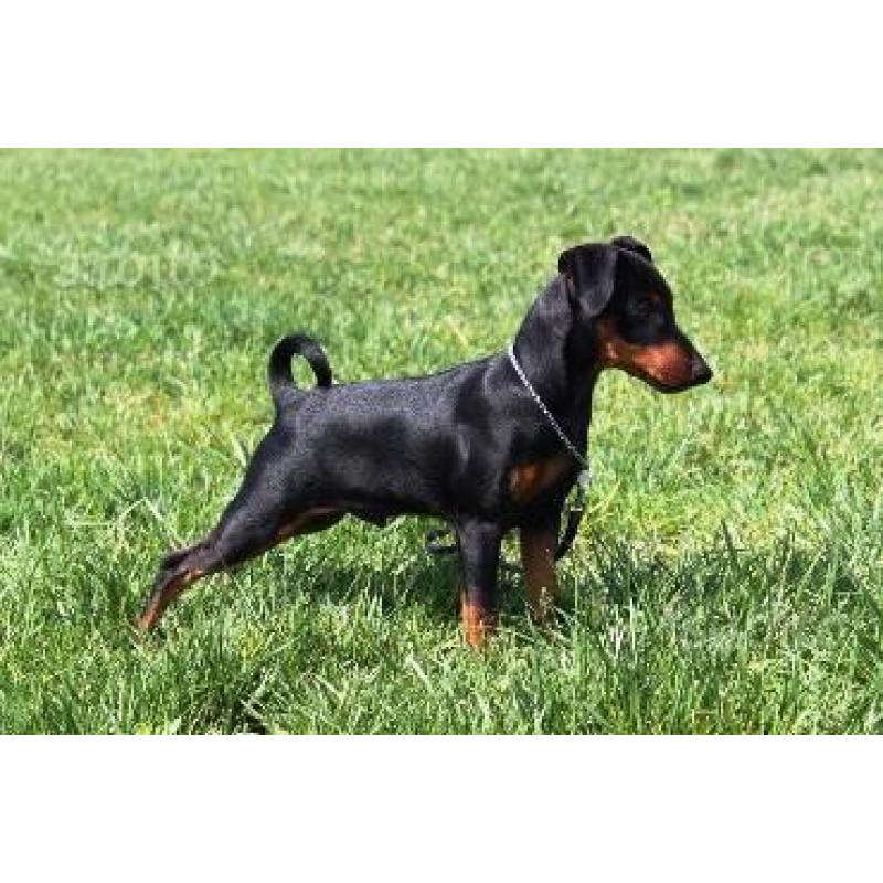 Pinscher nano cuccioli