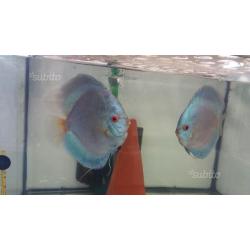 Discus