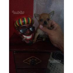 Chihuahua Mini Toy