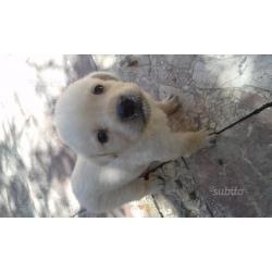 Cuccioli Labrador