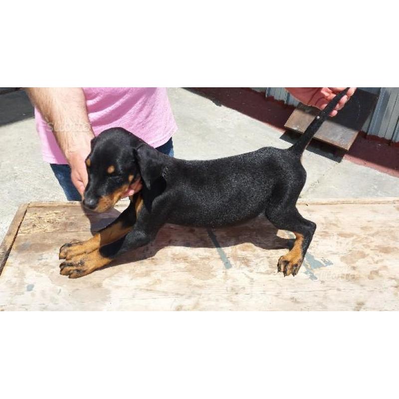 Dobermann taglia grande