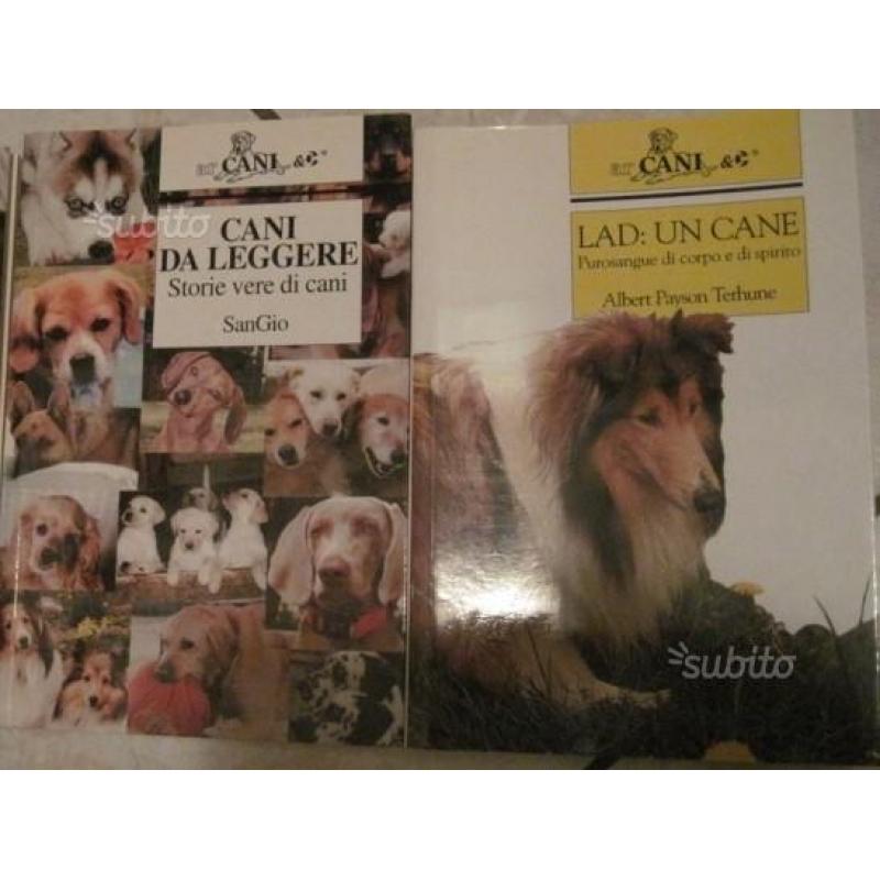 Boxer Collie Cani da leggere storie vere di cani