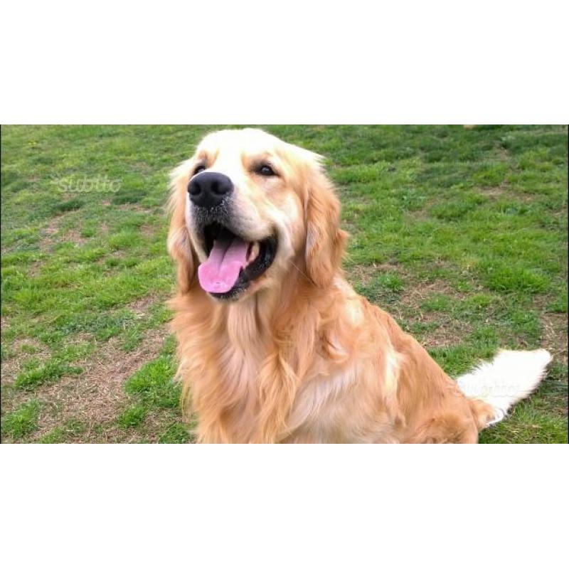 Golden retriever maschio