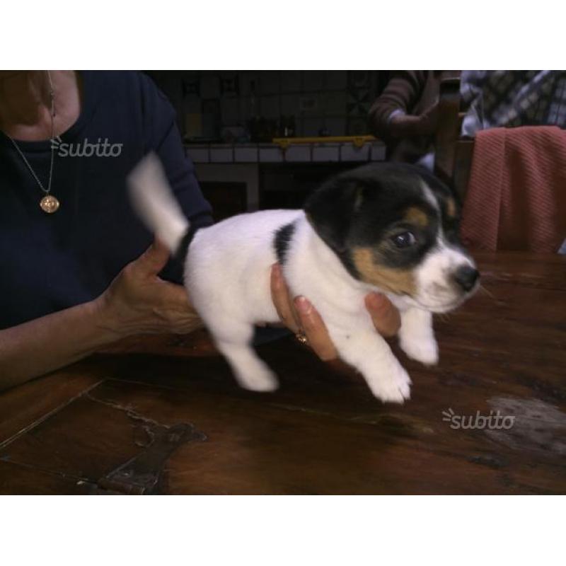 Cuccioli Jack Russell terrier