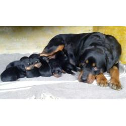 3 Cuccioli Rottweiler