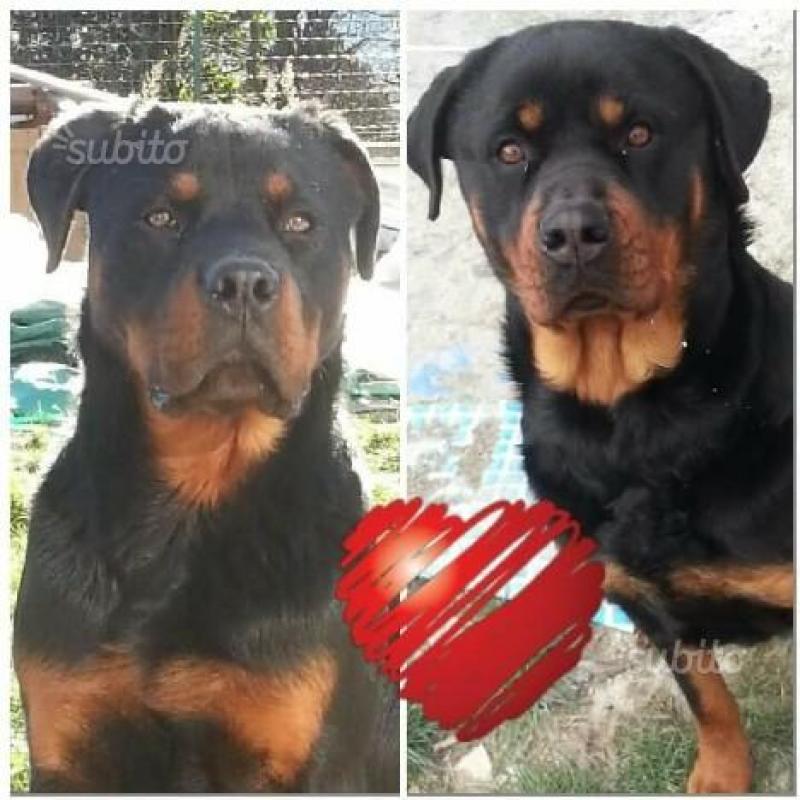 3 Cuccioli Rottweiler