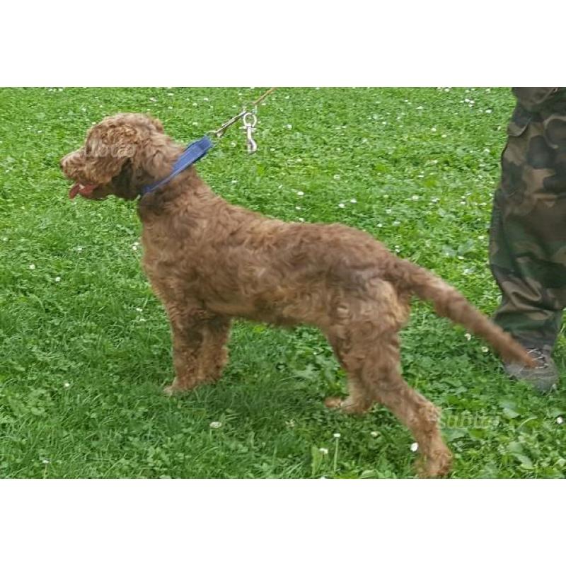 Lagotto romagnolo