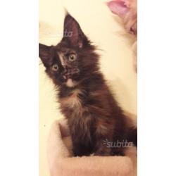 Maine Coon disponibili