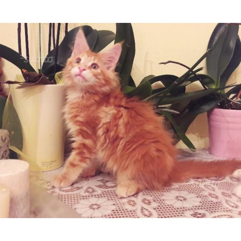 Maine Coon disponibili