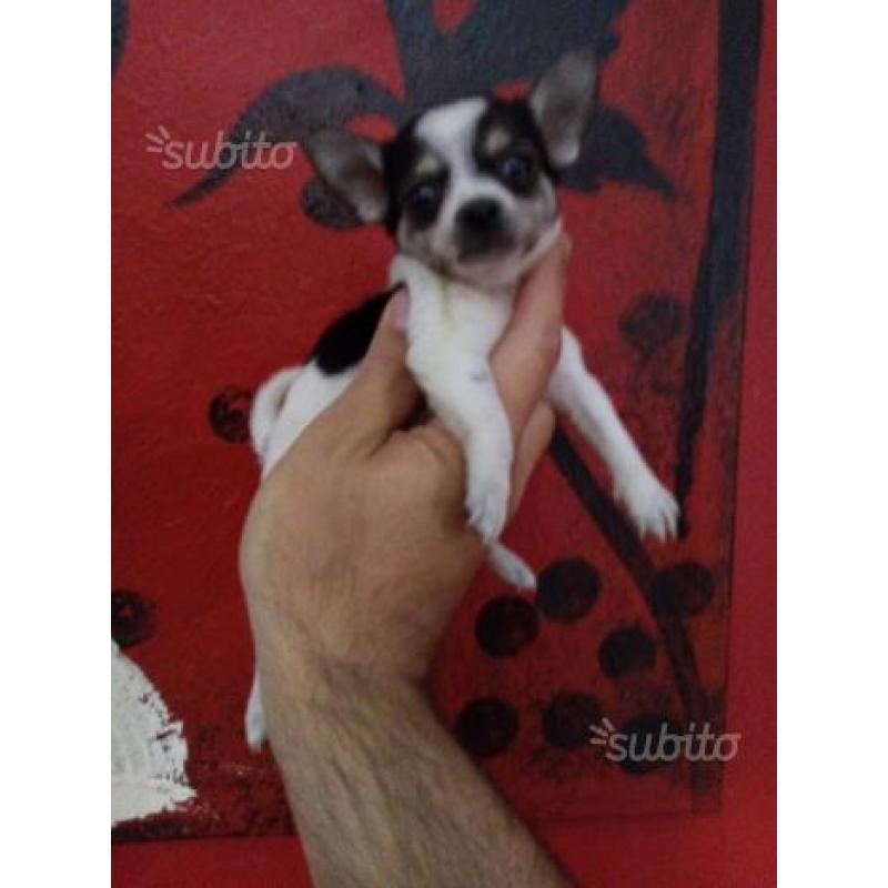 Chihuahua Femmina Toy