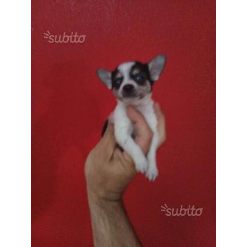 Chihuahua Femmina Toy