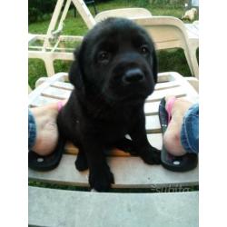 Cuccioli labrador