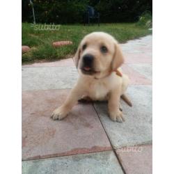 Cuccioli labrador