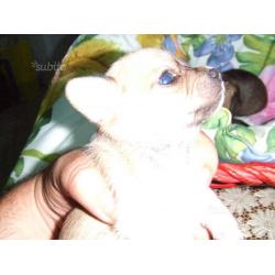 Cuccioli di chihuahua