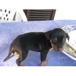 Cuccioli di Pinscher