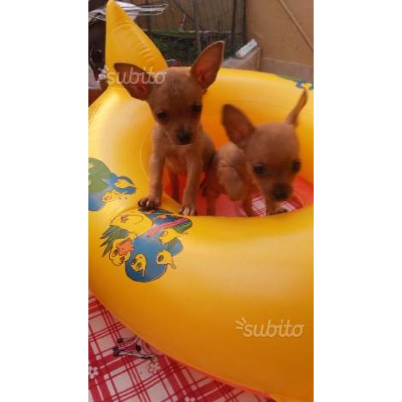 Ultimi 2 cuccioli di chihuahua mini toy