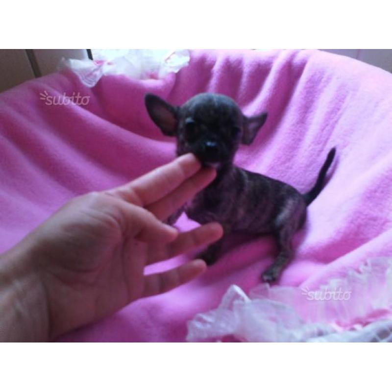 Femminucce chihuahua taglia mini