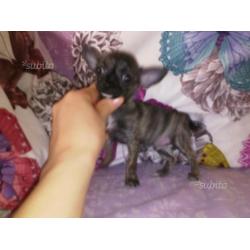 Femminucce chihuahua taglia mini