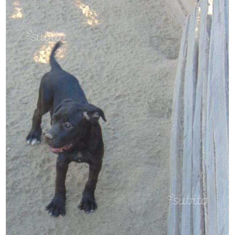 Cuccioli di cane corso