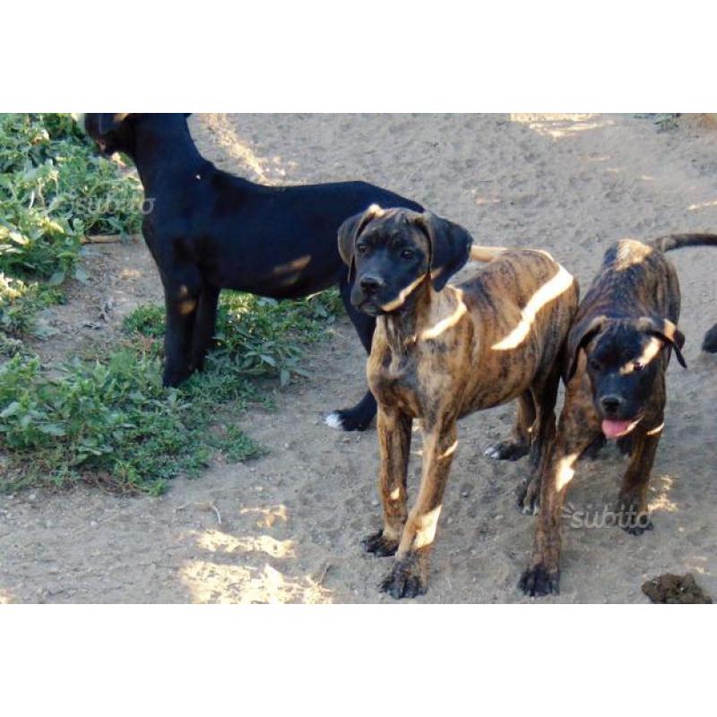 Cuccioli di cane corso