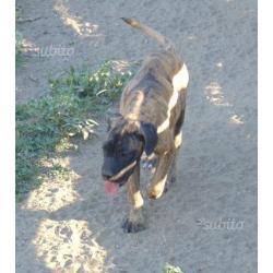 Cuccioli di cane corso