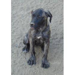 Cuccioli di cane corso