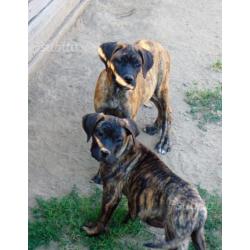 Cuccioli di cane corso