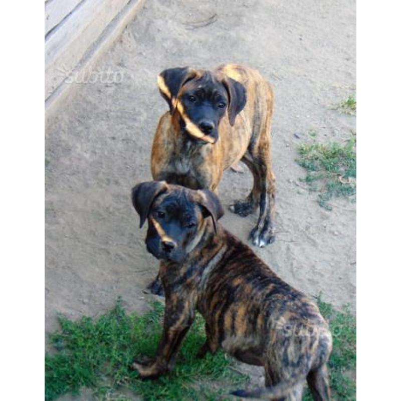 Cuccioli di cane corso